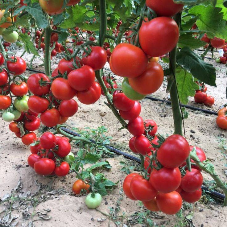 Описание сорта томата северная красавица, его выращивание и уход