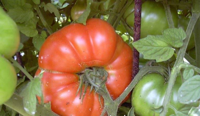 Семена томат испанский гигант: описание сорта, фото. купить с доставкой или почтой россии.
