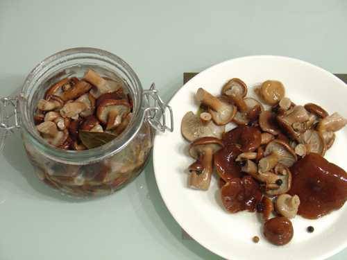 Рецепт как солить грибы горькушки в домашних условиях