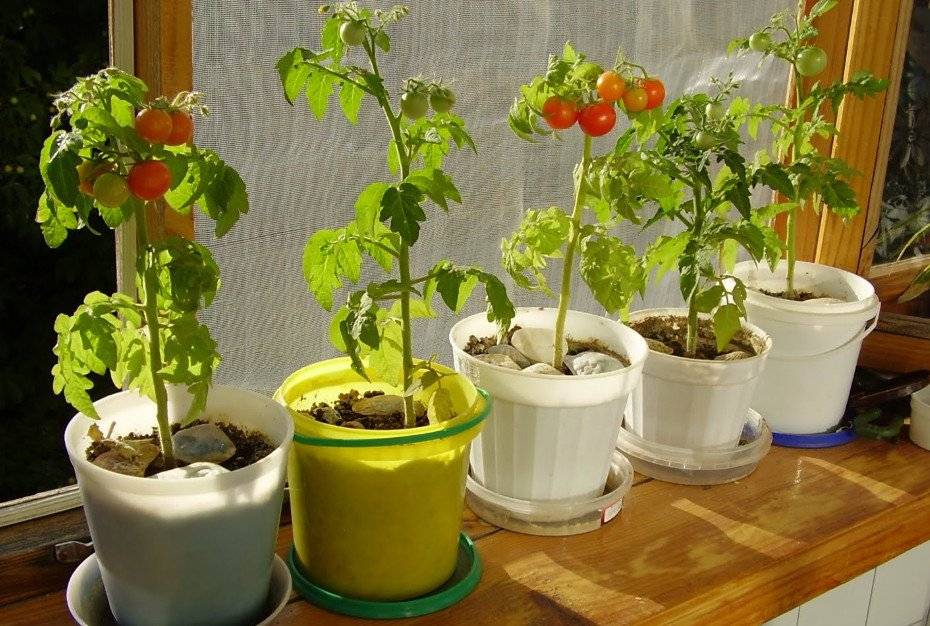 Как вырастить помидоры черри на подоконнике — как сажать на рассаду помидоры черри — про огород