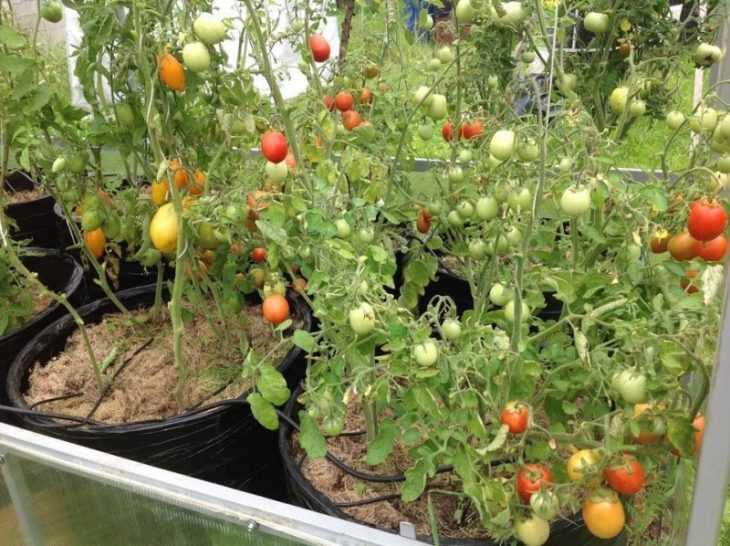 Томаты в теплице: инструкция по выращиванию томатов в парнике разными способами