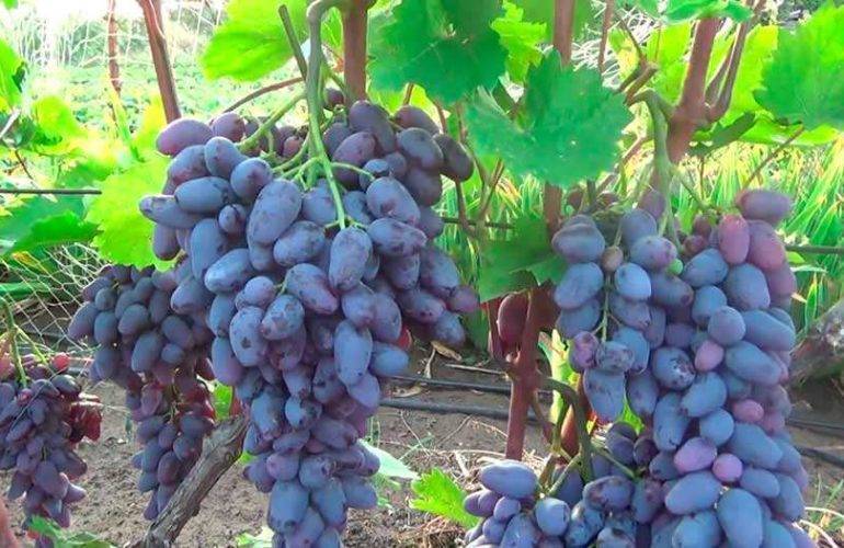 Описание винограда сорта Памяти Негруля и характеристика, история и выращивание