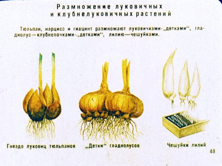 ✅ как размножаются тюльпаны луковицами черенками семенами детками - cvetochki-rostov-na-donu.ru