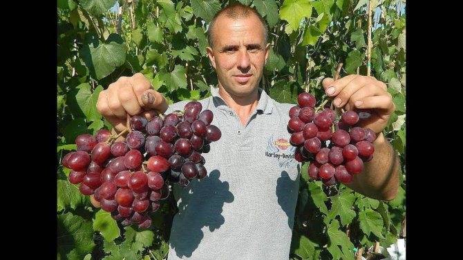 Сорт винограда эверест: описание сорта, фото и отзывы, урожайность