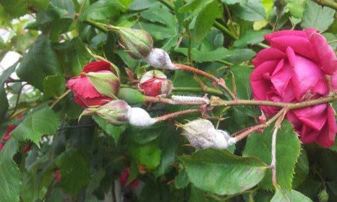 Не цветут плетистые розы на даче: почему, причины, что делать, как заставить цвести