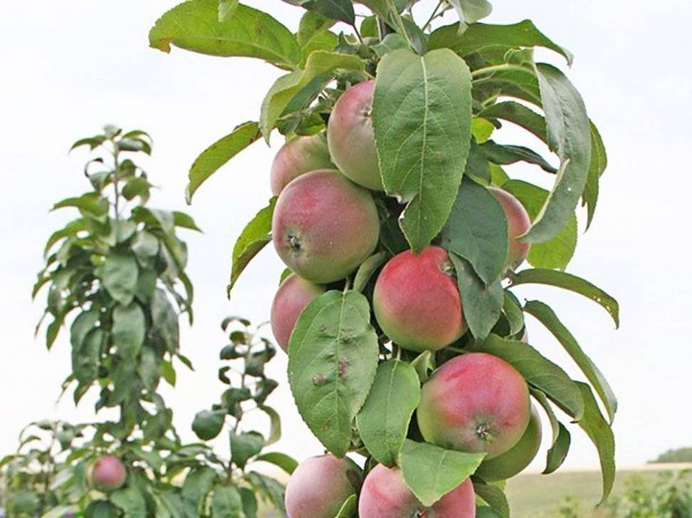 Сорт яблок богатырь: описание и фото, особенности и характеристики, выращивание и уход selo.guru — интернет портал о сельском хозяйстве
