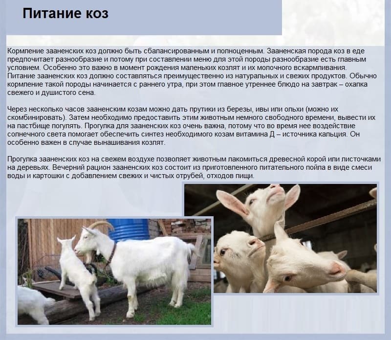 Кормление козы в домашних условиях: как, чем и сколько раз правильно кормить, чтобы было молоко, какие зерно можно и нельзя давать — рацион зимой и летом — moloko-chr.ru