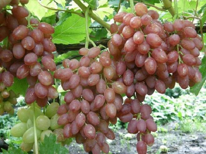 Лучистый кишмиш: описание винограда, особенности ухода и отзывы