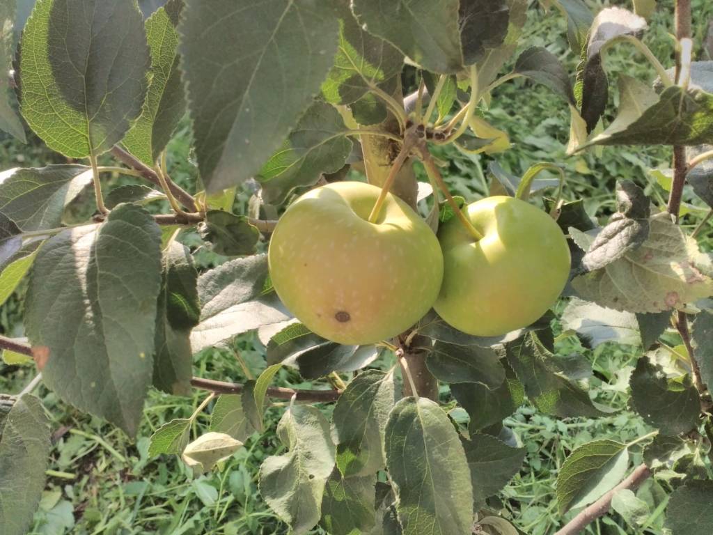 Яблоня славянка: особенности сорта и ухода
